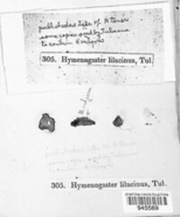 Hymenogaster tener image